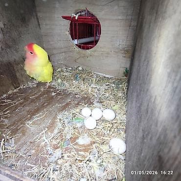 toyuqlar satilir: Agapornis (Sevgi tutuquşuları) – müxtəlif rənglərdə, 2 cüt sarı — 5