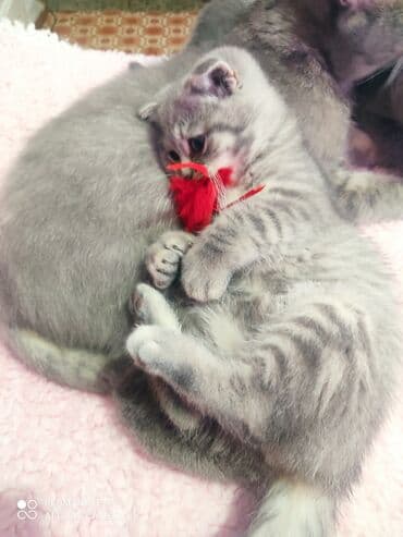 Opel: Шотландская, Самец, Самовывоз — 5