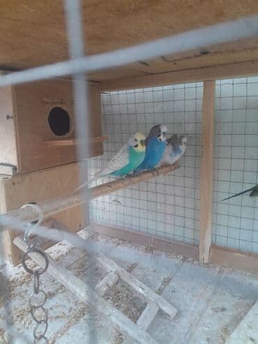 babil quşu: Korella 40 azn
valnitsi 10 azn — 3