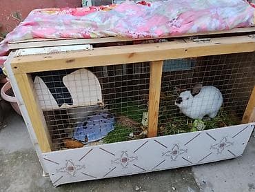 dovşan velikan: Ag və qara dovşan tək 20 cüt 30 azn yuva ilə birlikdə 50 azn təcili — 1