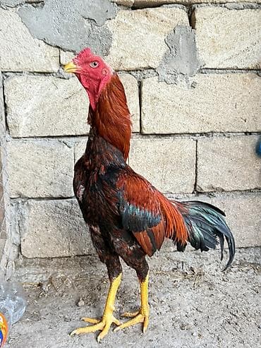 Cins xoruz – uzunboylu, güclü bədən quruluşlu. - Rəng: tünd