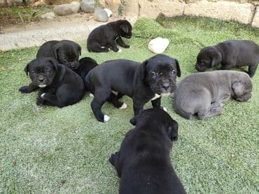 кане корсо цена: 1 ay, Peyvəndli, Ünvandan götürmə, Pulsuz çatdırılma, Ödənişli çatdırılma — 8