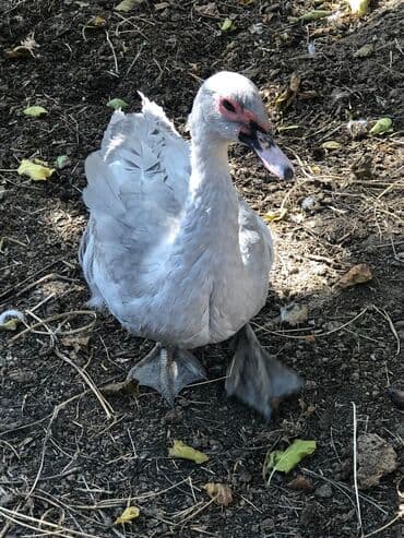 cins ineklerin qiymeti: Lavanda erkek ordey satilir.2 ededdir.əsil damazliqa — 5