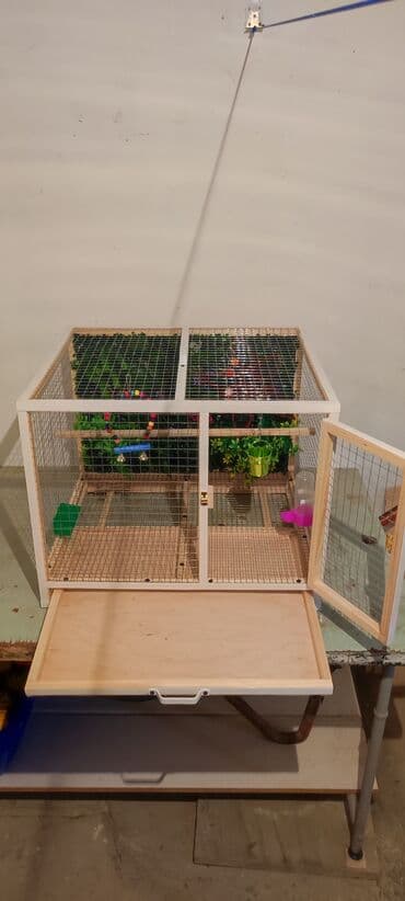 serebrist cucələr: Papuqay,dovşan,hamster,şinşila,bildirçin,cücə,xamyak,pişik,quş,tısbağa — 4