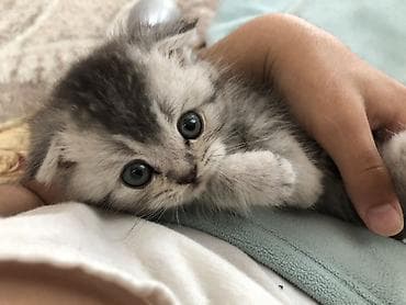 erkək keci: Britan yastı qulaq, Erkək — 4