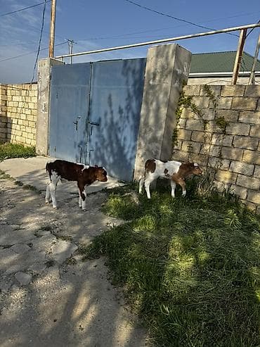 ətlik inək cinsləri: Biri erkək, biri dişi simmental buzovlardır. 4-5 günlükdürlər. Cins — 2