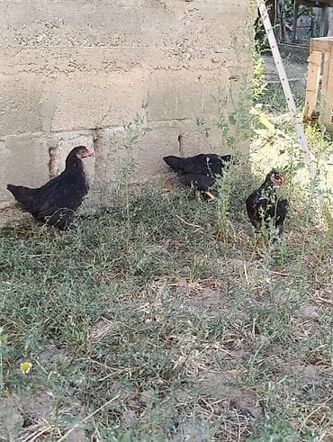 cuce toyuq: 42 günlük cücələrdir. Təbii buğda,qarğıdalı, soya ilə yemlənmişdir. 2 — 3