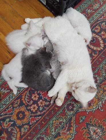 koşka: Yaxşı əllərə — 3