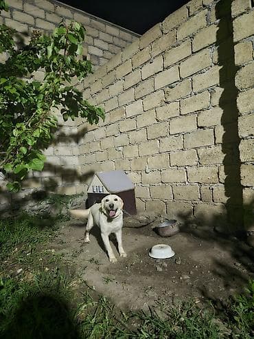 heyvan hekimi: Labrador-retriver, 2 il, Dişi, Ünvandan götürmə — 3