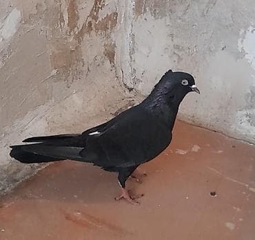 qaz ile goyercin: Tutulma erkey 12 tuk — 9