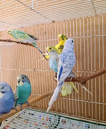 balaca pisik: Tam sağlam evde baxdigm quslardi.hamisini götürene 10 manatdan . Tek — 1