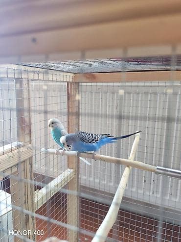 rottweiler satış: Bala verən quşlar satılır 5-10 yumurtası qoyacaq — 2