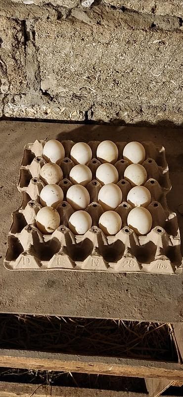 Gəmiricilər: Dişi, | Lal ördək, Damazlıq, Ünvandan götürmə — 8