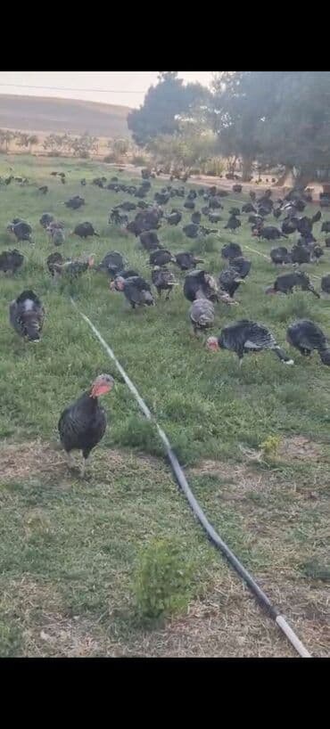 рынок животных в баку: Super Təmiz əti Bakiyə catırma var Pulsuzdur Ünvana 1 kq 13 manat — 1