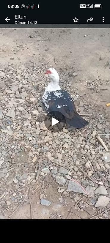 mal bazari 2020: 1erkek 1dişi qaz 1eded 30m son qiymet. 7dişi 1xoruz lal ördek. Erkek — 5