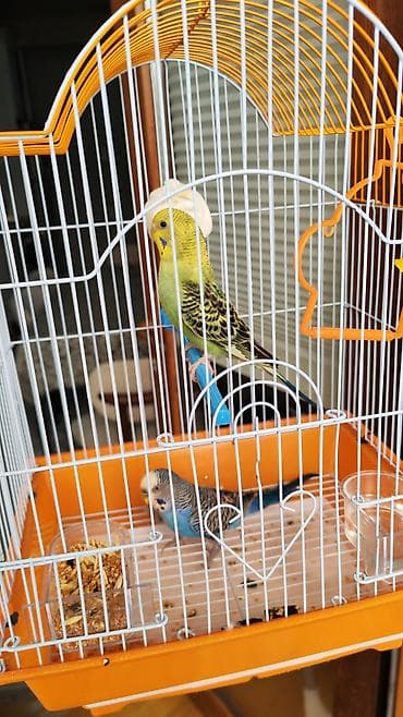 kənd məhsullarının satışı: Salam! Ev quşu satilir — 2