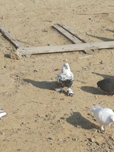 pavlin goyərcin: Məhsul: Göyərçin sürüsü Təsvir: - Şəkillərdə müxtəlif rəng və — 11