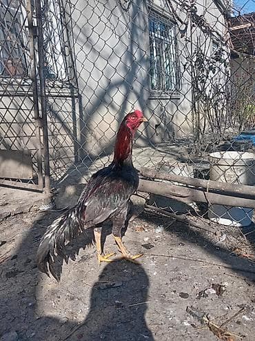 avcarka type 1: Heyrati xoruz - Rəng: qara-göy parıltılı lələklər, boyun və baş — 1