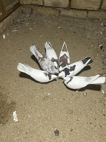 drakon göyərçin: Heyvanlar Satılır İsdeyen Olsa 7/24 Cvb verilir İ — 5