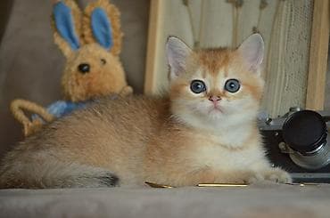 heyvan az: Qızıl şinşilla, Erkək — 3