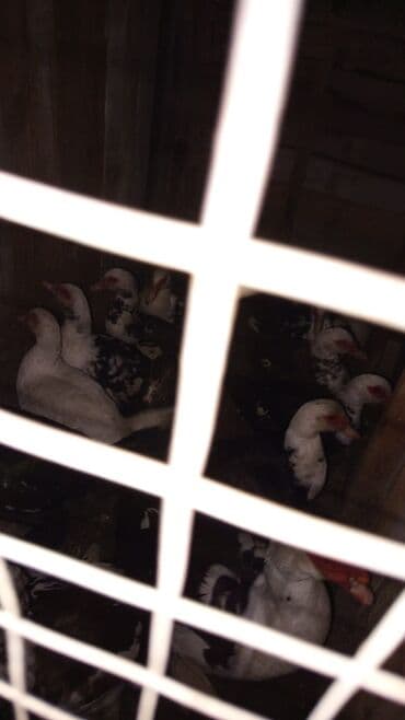 Lexus: Dişi, | Lal ördək, Damazlıq, Ünvandan götürmə — 4