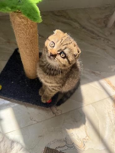 heyvan: Şotland fold balaları – qızıl rəng çalarlarında - Cins: Scottish Fold — 3