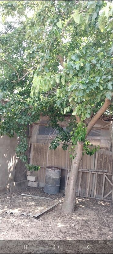 продажа дачных участков в баку: 6 соток, Для строительства, Собственник, Бялядия (муниципалитет) — 3