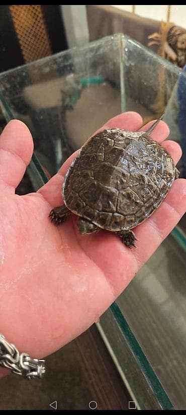 Su tısbağası balaları – ehtiraslı akvarium həvəskarları üçün