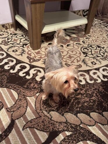 it az: Yorkşir teryer — 2