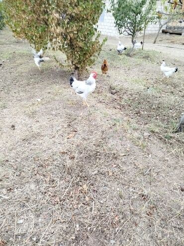 Əsl sağlam kənd Xoruzları cavandirlar təzə banlayirlar həm saxlamaqa lalafo.az -da Əsl sağlam kənd Xoruzları cavandirlar təzə banlayirlar həm saxlamaqa