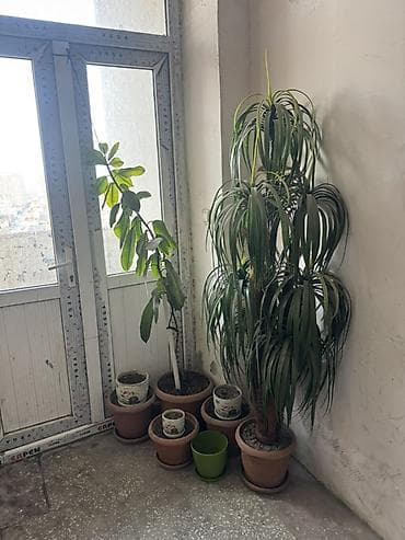 room: Böyük ölçülü otaq bitkiləri və saxsı dəsti - 2 ədəd iri dekorativ — 1