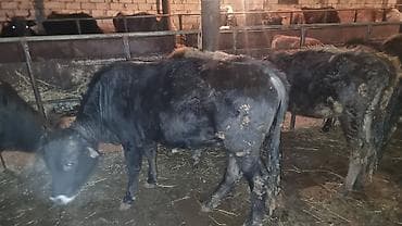 Другие с/х животные: Salam Goranboy rayonunda 5 ədəd bordag erkək dana satilir . Danalara 5 — 4