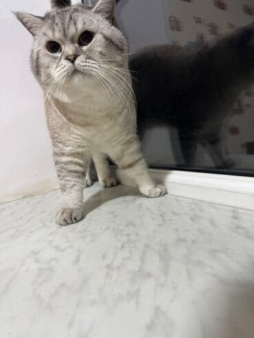 Iran Khodro: Britan — 12