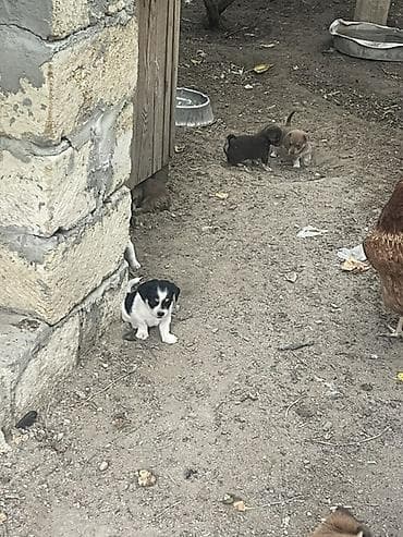 it: Məhsul: Balaca it balaları Satılır erkəy 100 dişi 50 manat Təsvir: - — 4