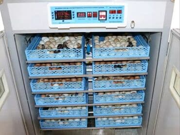 İnkubatorlar: İnkubator inqubator istenilen ölçüde tam afdamat yığıram bütün növ — 2