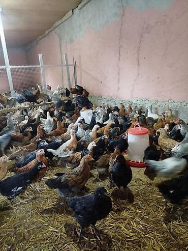 cuce satışı: Toyuq cücələri, Damazlıq — 1