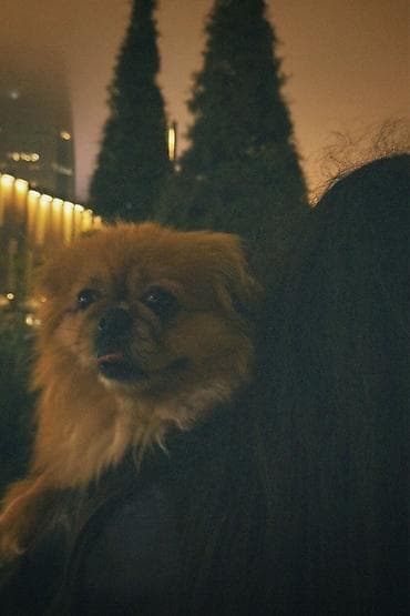 it ucun evler: Pekines — 10