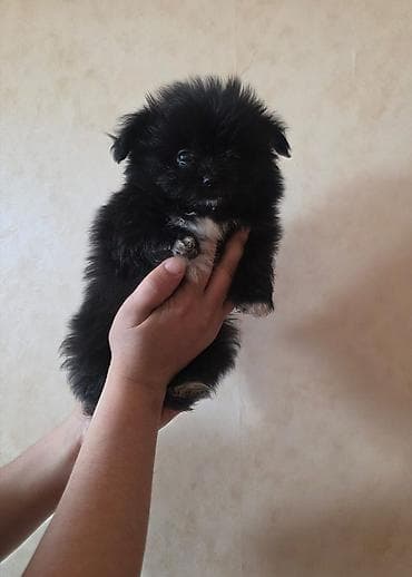 it balası satılır: Pekines, 2 ay, Dişi, Peyvəndli, Ünvandan götürmə — 1