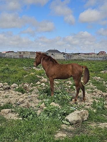 heyvanlar quba: 9 ayliq At cavandi yorğadi. real alanar buyursun ünvan ramani — 2