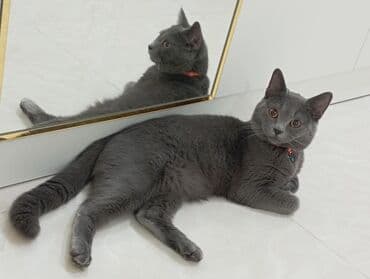 britan pişiyi: Britan, Erkək — 5