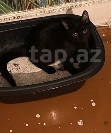 купить домик для кота: Paket şəklində pişik üçün tam aksesuar dəsti. Dəstərin tərkibi: - — 1