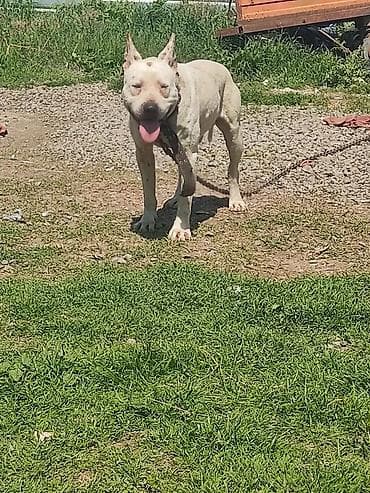 balonka it satilir: Pitbul, Peyvəndli — 3