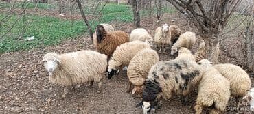 Mal-qara: Qoyun sürüsü – müxtəlif rəng və yaşlarda - Təsvir: Şəkillərdə görünən — 7