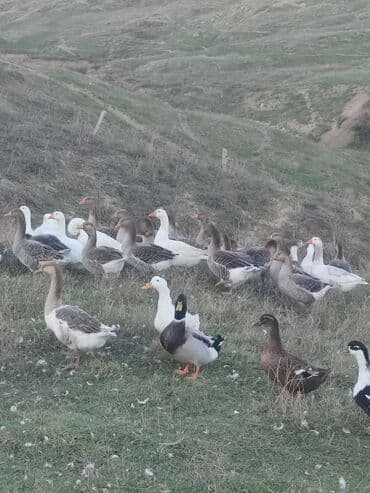 купить собаку в: Qazlar
8 ayliqdilar çekileri 3.5 dan 4.5 kimidi — 5