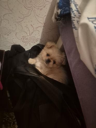 İtlər: Pekines, 3 ay, Dişi, Peyvəndli, Ünvandan götürmə — 4