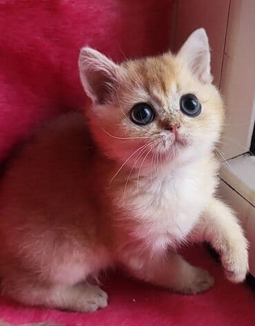 kirpi heyvan: Britan — 2