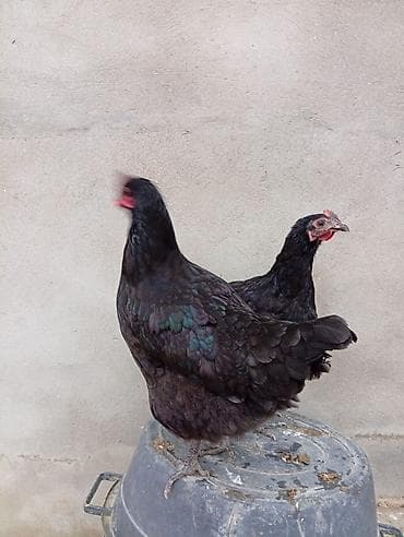 kend toyuqları: Toyuq, Australorp, Yumurtalıq, Ünvandan götürmə — 8