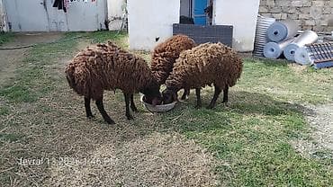 qoyun quyrugu: Qarabaş tipli 3 baş qoyun - Cins: qarabaş/yerli qoyun - Rəng: tünd — 8