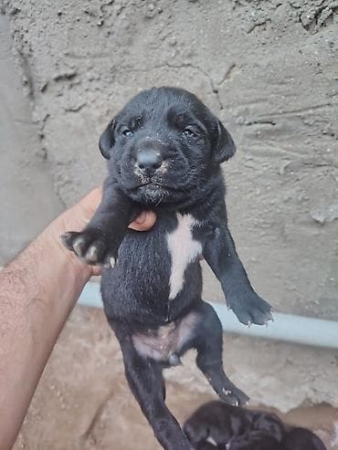 20 günlük labrador balalarıdı lalafo.az -da 20 günlük labrador balalarıdı