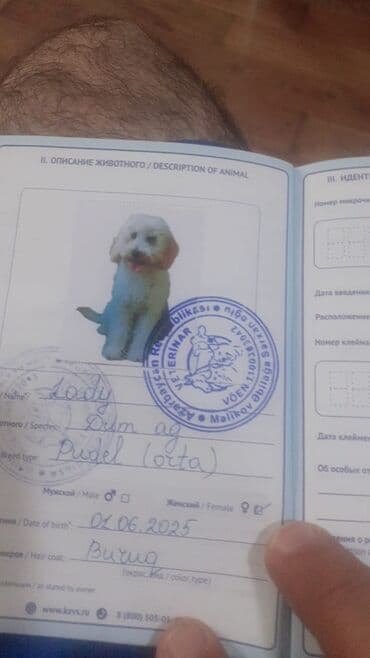 it alanlar: Pudel, Dişi, Peyvəndli — 3